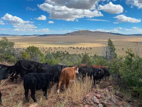 NM Ranch