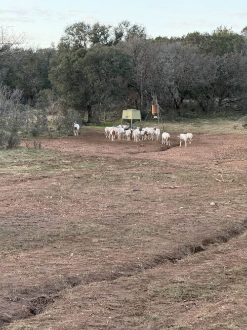 San Saba County, Texas Ranch