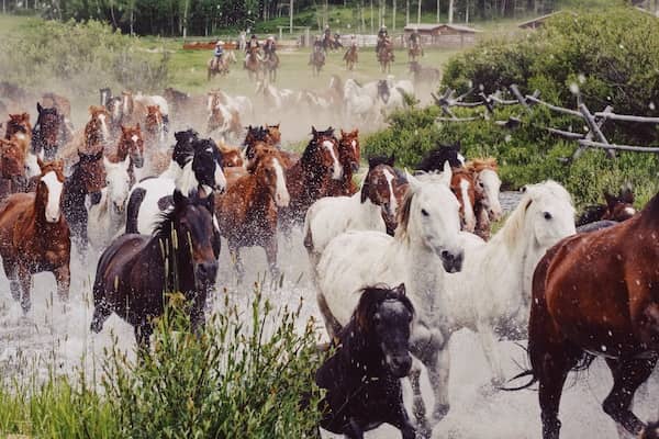 Paradise Guest Ranch - Horses