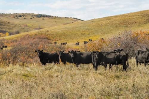 Pass Creek Angus Ranch MT