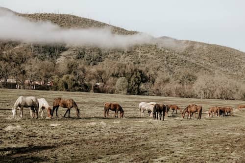R-Ranch at the Lake Napa CA