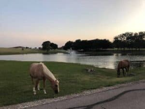 Full-time Ranch Hand needed at 400-acre Private Ranch in Celina, Texas