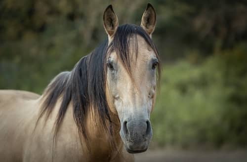 Red Horse Mountain Ranch Idaho