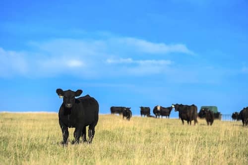 Reimann Ranch SD