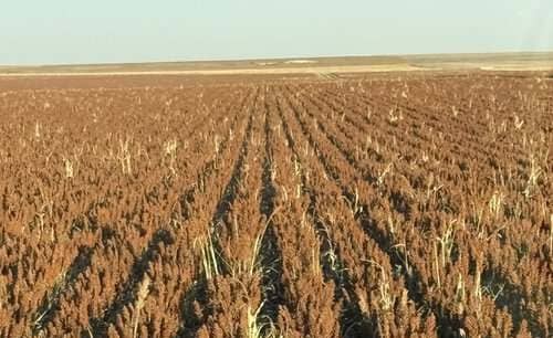 Reiss Seeds KS