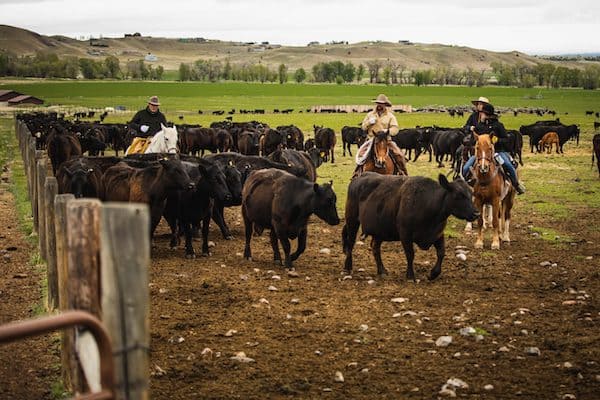 Wranglers at Mountain Sky Guest Ranch in Montana