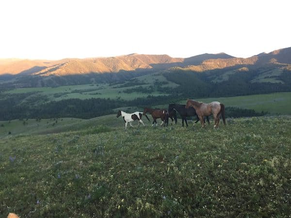 Wranglers at Mountain Sky Guest Ranch in Montana