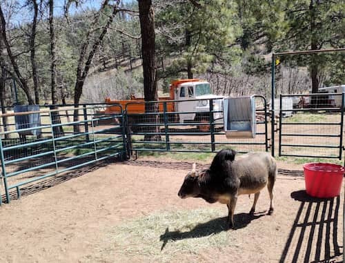 Rifle Creek Ranch NM