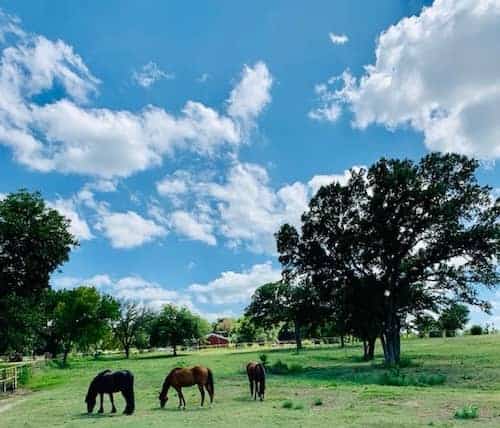 RTM Ranch Stables - TX