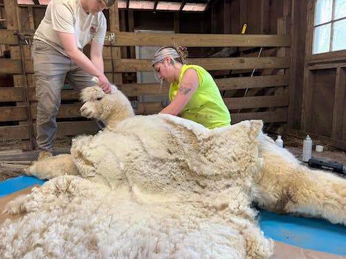 Shear Delight Shearing Services - PA