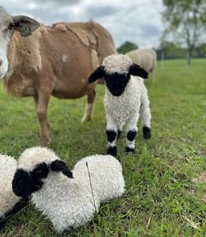 Sheep Farm TN