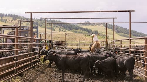 Sitz Angus MT