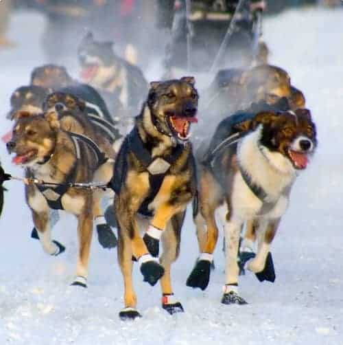 DogGoneIt Sled Dogs AK
