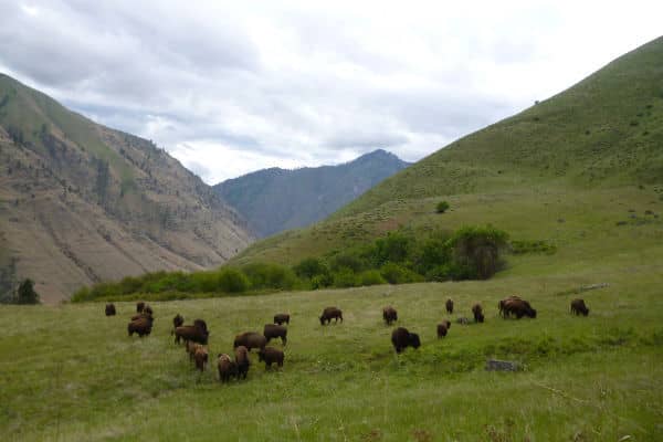 Mountain View Elk Ranch - Idaho