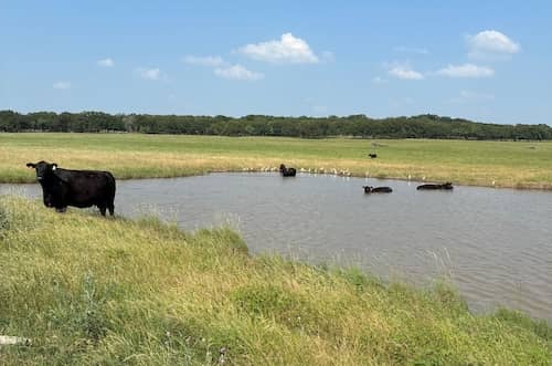 Steelman Farms TX