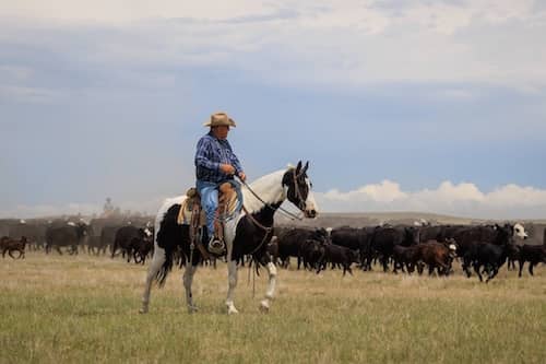 Stoddard Ranch MT