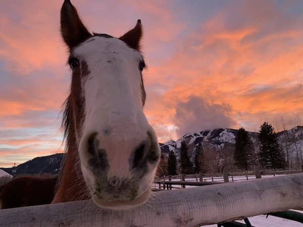 Sun Valley Idaho - Horse