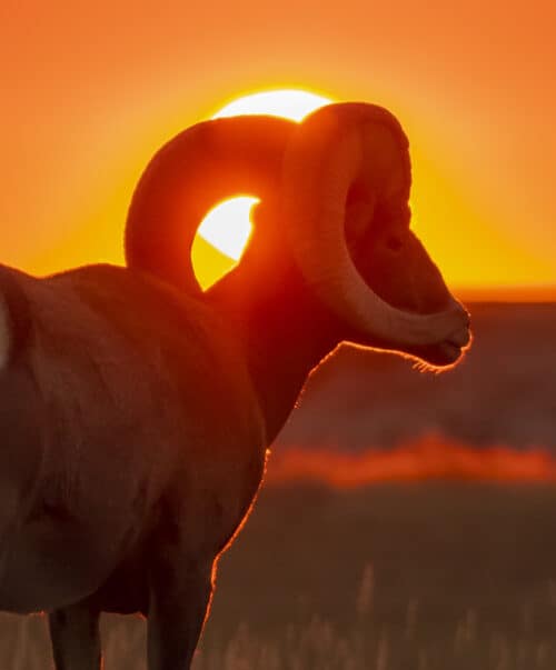 American Prairie Foundation