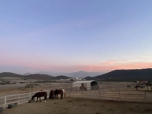 Tecate Horse Rescue CA
