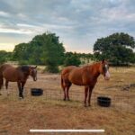 Three Points Ranch - Texas
