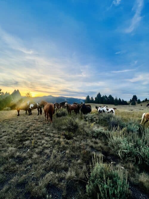 Ranch at Rock Creek MT
