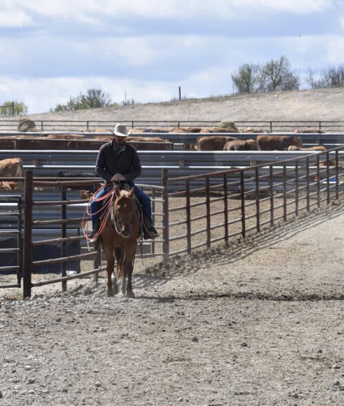 Duck Creek Cattle NE