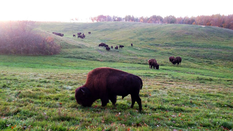 Grand View Bison Ranch