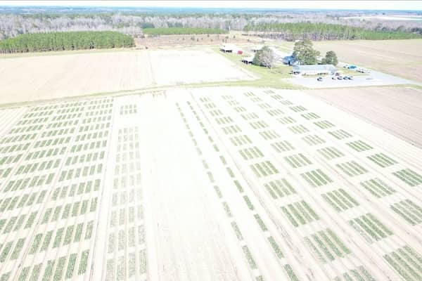 Vidalia Onion and Vegetable Research Center GA Birds Eye