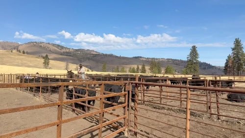 washington cattle ranch