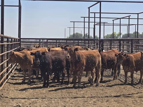Western Nevada Cattle Feeders