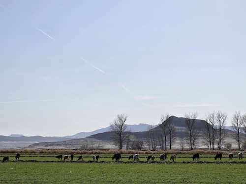 Western Nevada Cattle Feeders