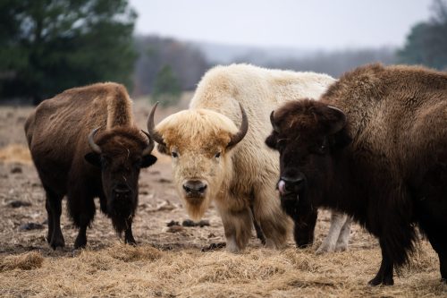 White Bison Ranch - Athens TX