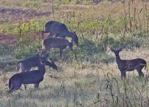 private hunting and fishing Club near Dallas TX