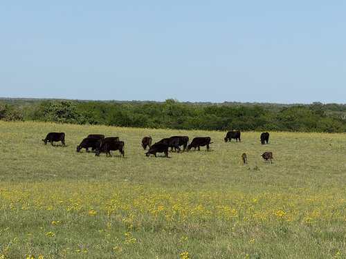 Why Not? Ranch TX