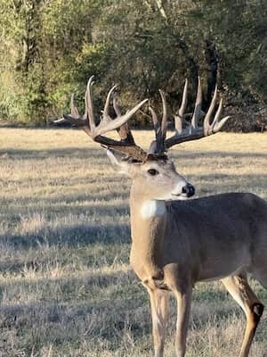 Why Not? Ranch TX