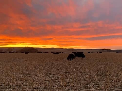 Wiggins Crops & Cattle NE