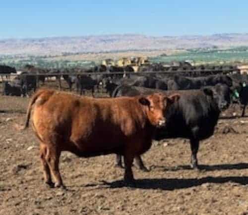 Wilder Cattle Feeders Idaho