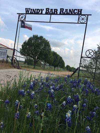 Windy Bar Beef - Texas