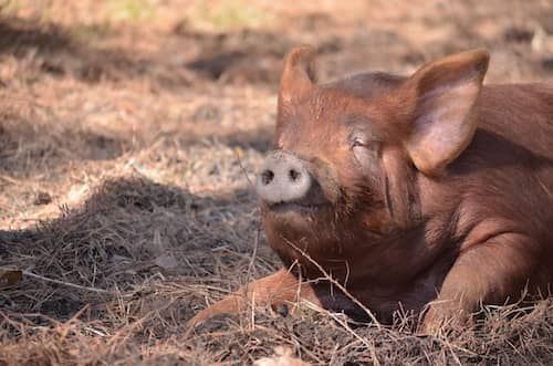 Wishbone Heritage Farms - SC